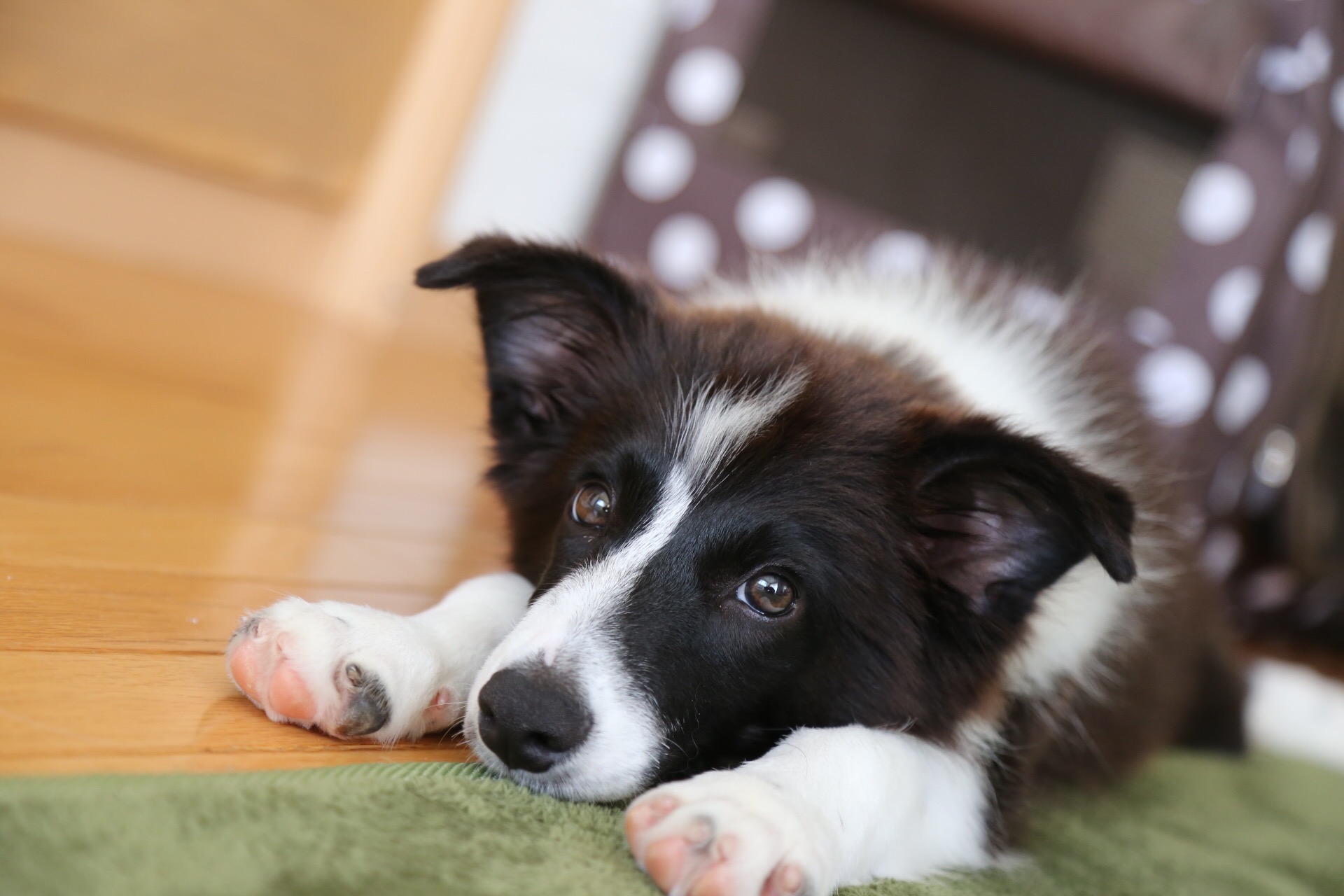 我が家の愛犬第１弾！！