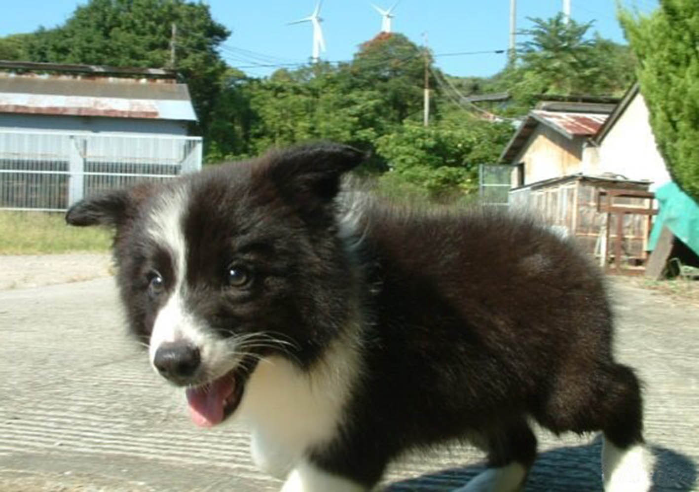 我が家の愛犬第３弾!!!